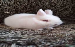 Netherland Dwarf rabbits for sale: Pure Netherland Dwarf Baby Bunnies - Image 11