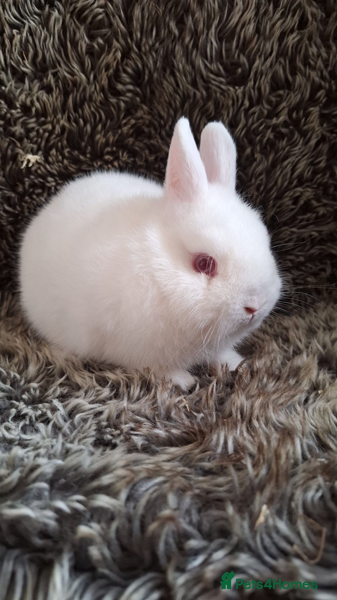 Netherland Dwarf rabbits for sale: Pure Netherland Dwarf Baby Bunnies - Image 11