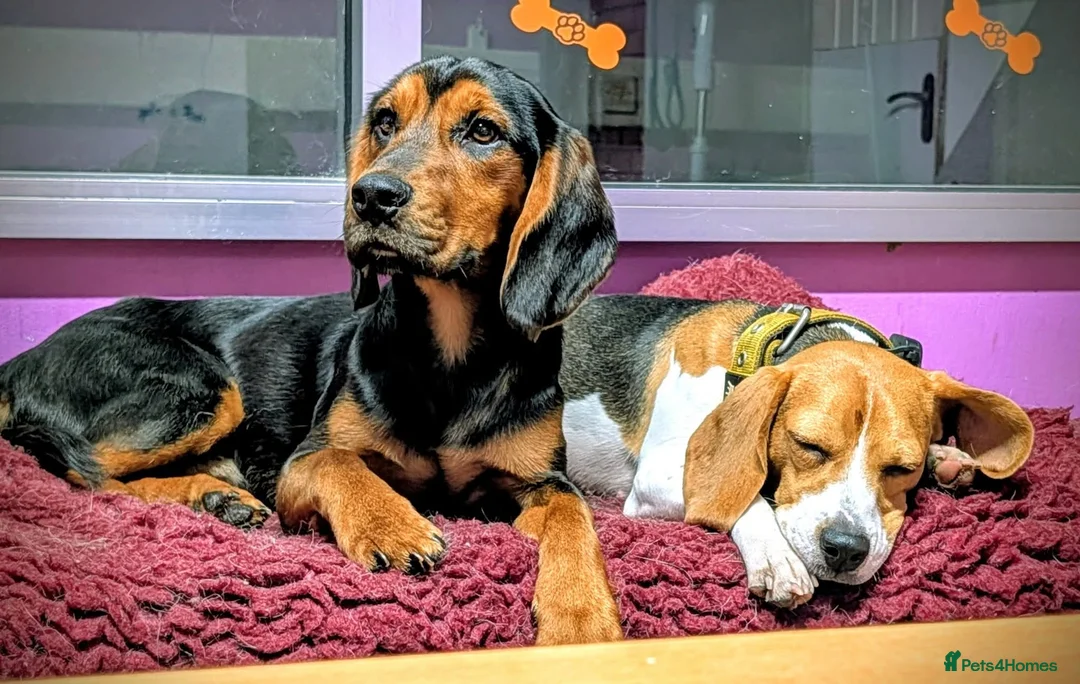 Bocker dogs for stud: Spirit  - Advert 2