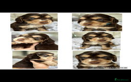 Cocker Spaniel dogs for sale: OUTSTANDING KC REG COCKER SPANIEL PUPPIES  - Image 5