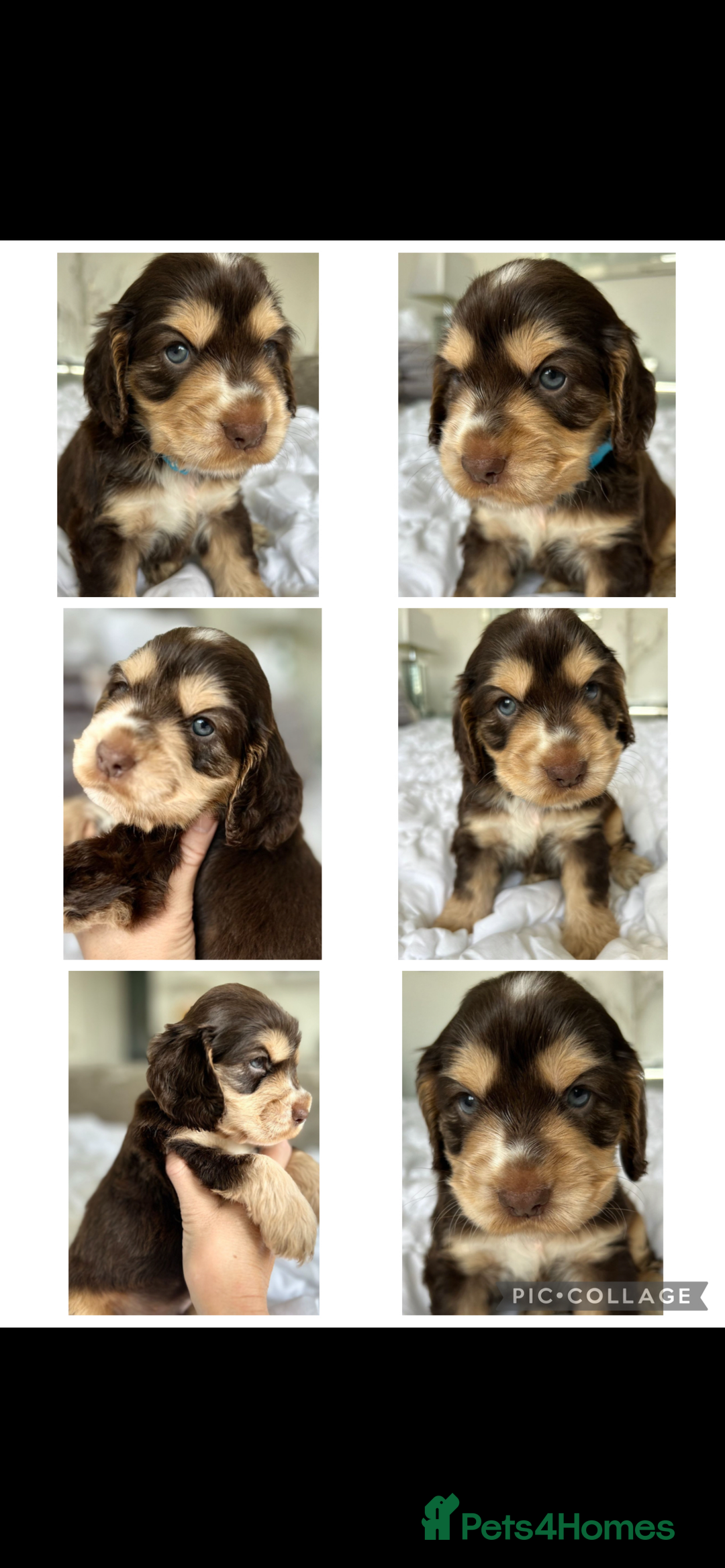 Cocker Spaniel dogs for sale: OUTSTANDING KC REG COCKER SPANIEL PUPPIES  - Image 5