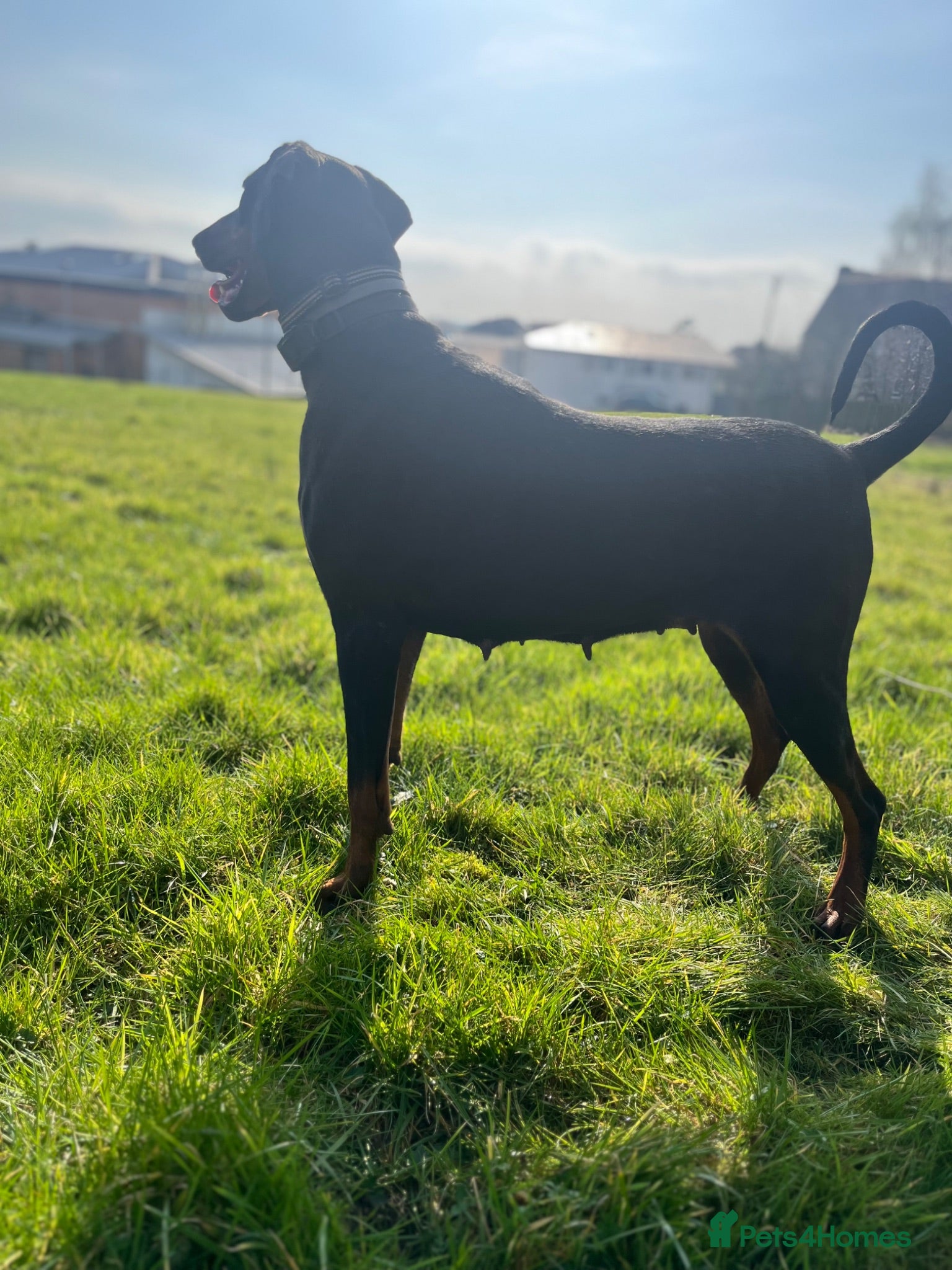 Dobermann dogs 5 year old Doberman female for sale - Advert 16