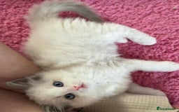 Ragdoll cats for sale: All looking a swt loving HM - Advert 5