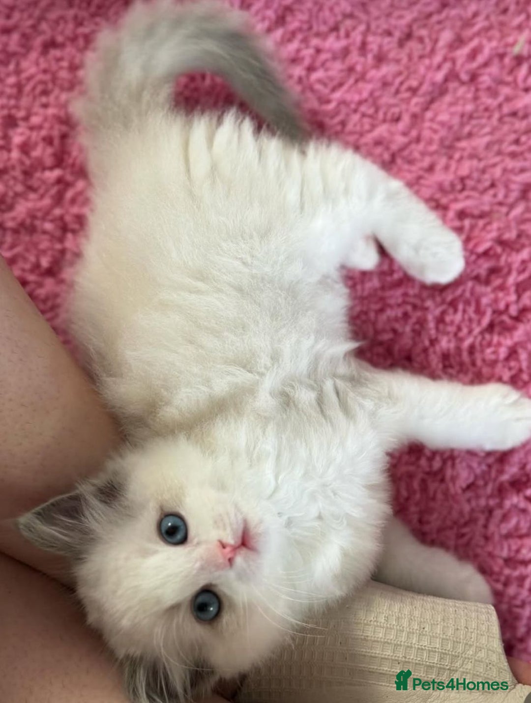 Ragdoll cats for sale: All looking a swt loving HM - Advert 5