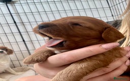 Cavapoo dogs for sale: Red Cavapoo Puppies 4 males 1 female Left - Image 7