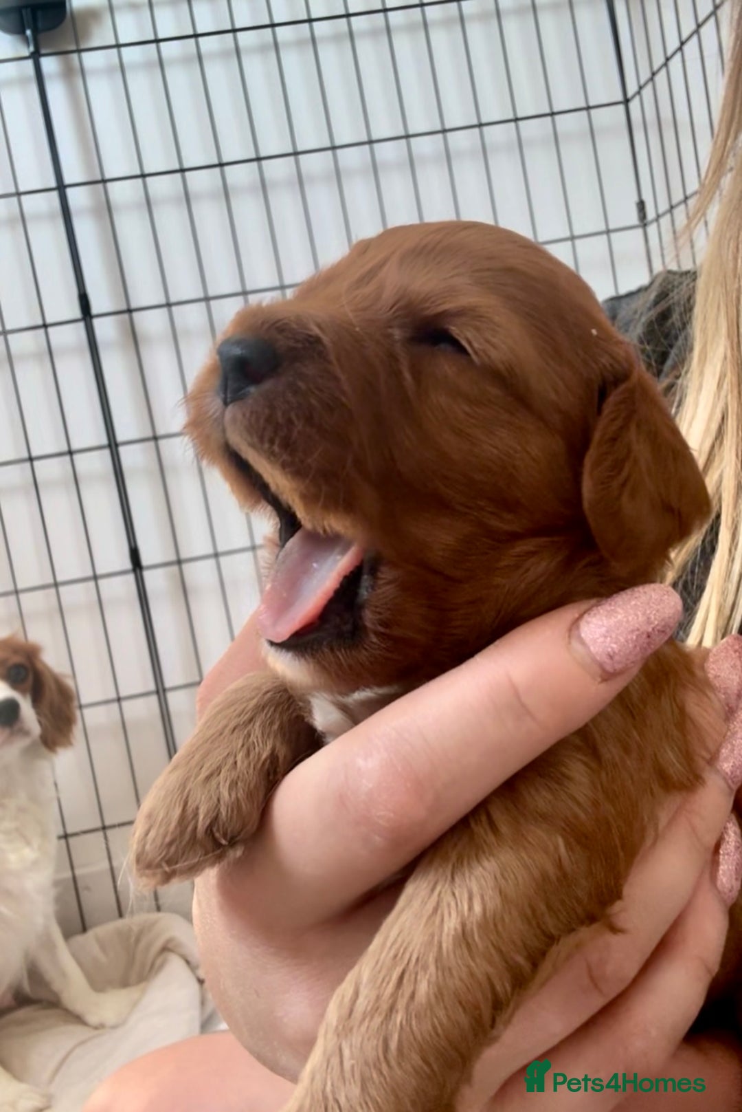 Cavapoo dogs for sale: Red Cavapoo Puppies 4 males 1 female Left - Image 7