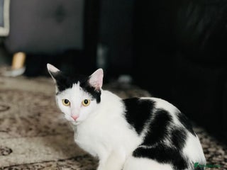 British Shorthair cats Mila a beautiful cat - Advert 10