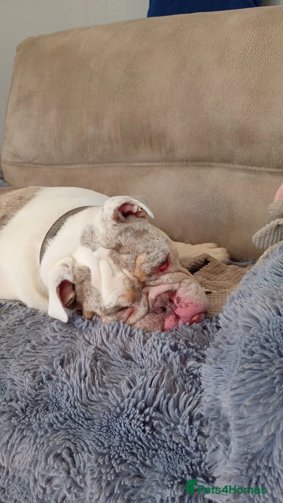 English Bulldog dogs for sale: Male English bulldog  - Advert 2