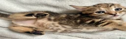 Bengal cats for sale: Bengal X Kittens With Famous Siblings!  - Advert 11