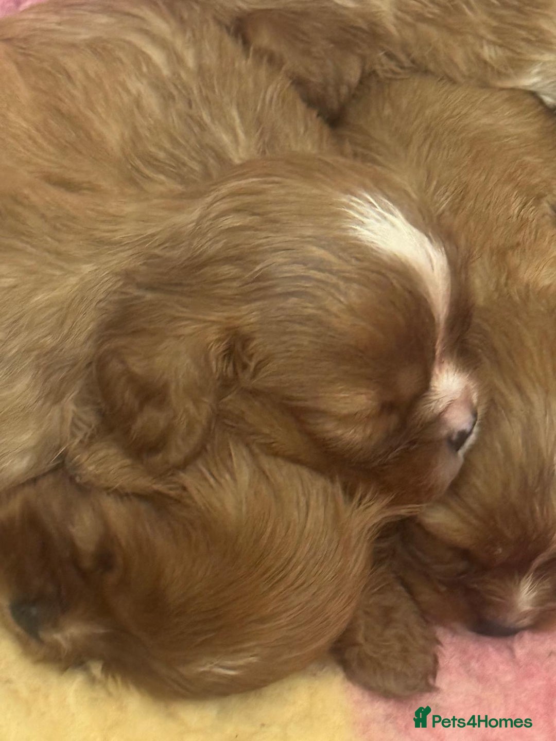 Cavalier King Charles Spaniel dogs for sale: Cavalier King Charles puppies - Advert 4