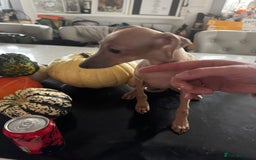 Italian Greyhound dogs for sale: Cream and fawn collection of autumn beauties  - Advert 14