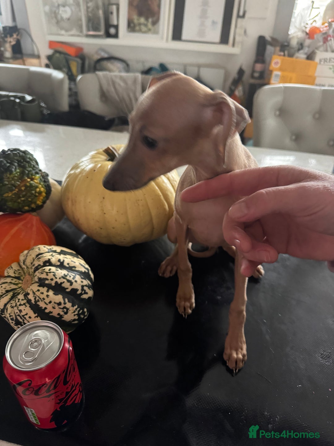 Italian Greyhound dogs for sale: Cream and fawn collection of autumn beauties  - Advert 14