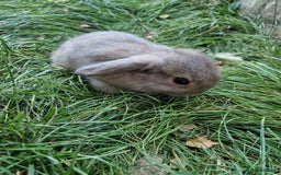 Mini Lop rabbits for sale: Lop Rabbit Girls - Image 6