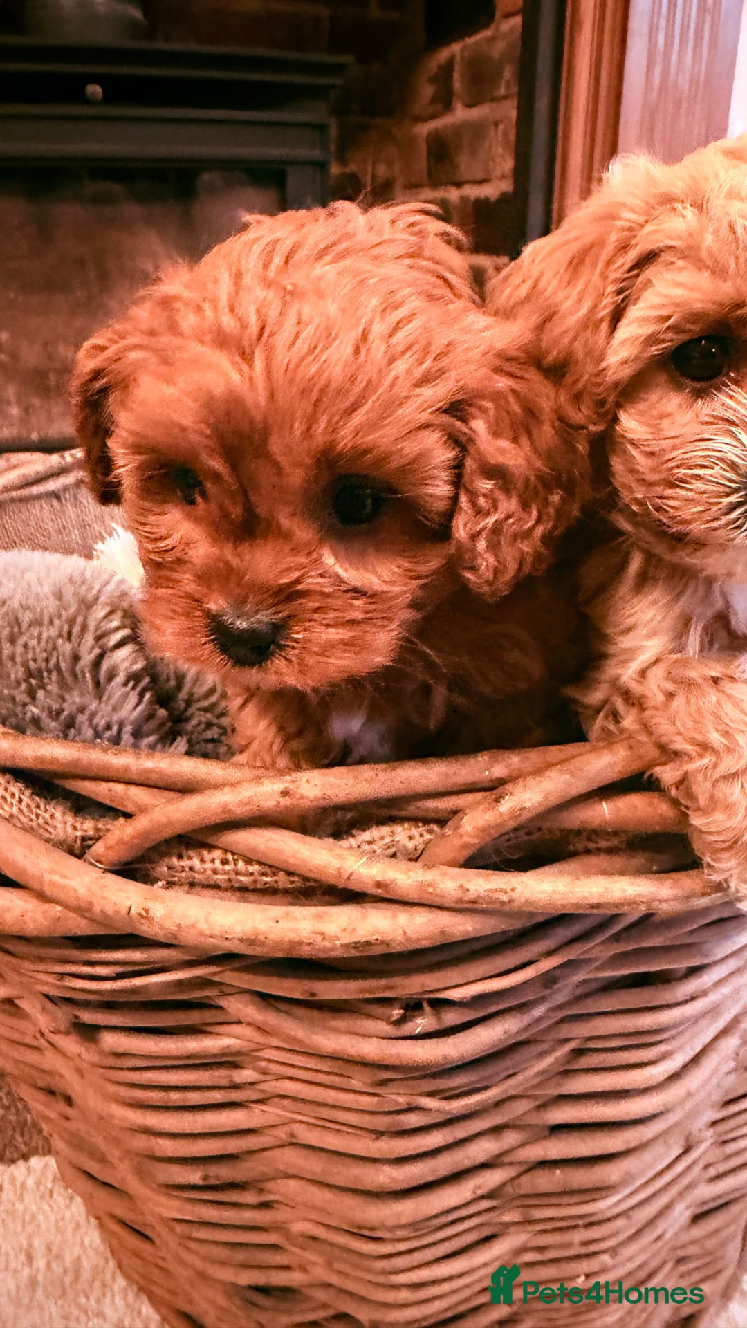 Cavapoo dogs for sale: F1 Stunning Red and Cream Cavapoo Babies - Advert 10
