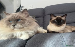 Ragdoll cats for sale: Seal Mitted Ragdoll babies, 4 girls 1 boy - Image 27