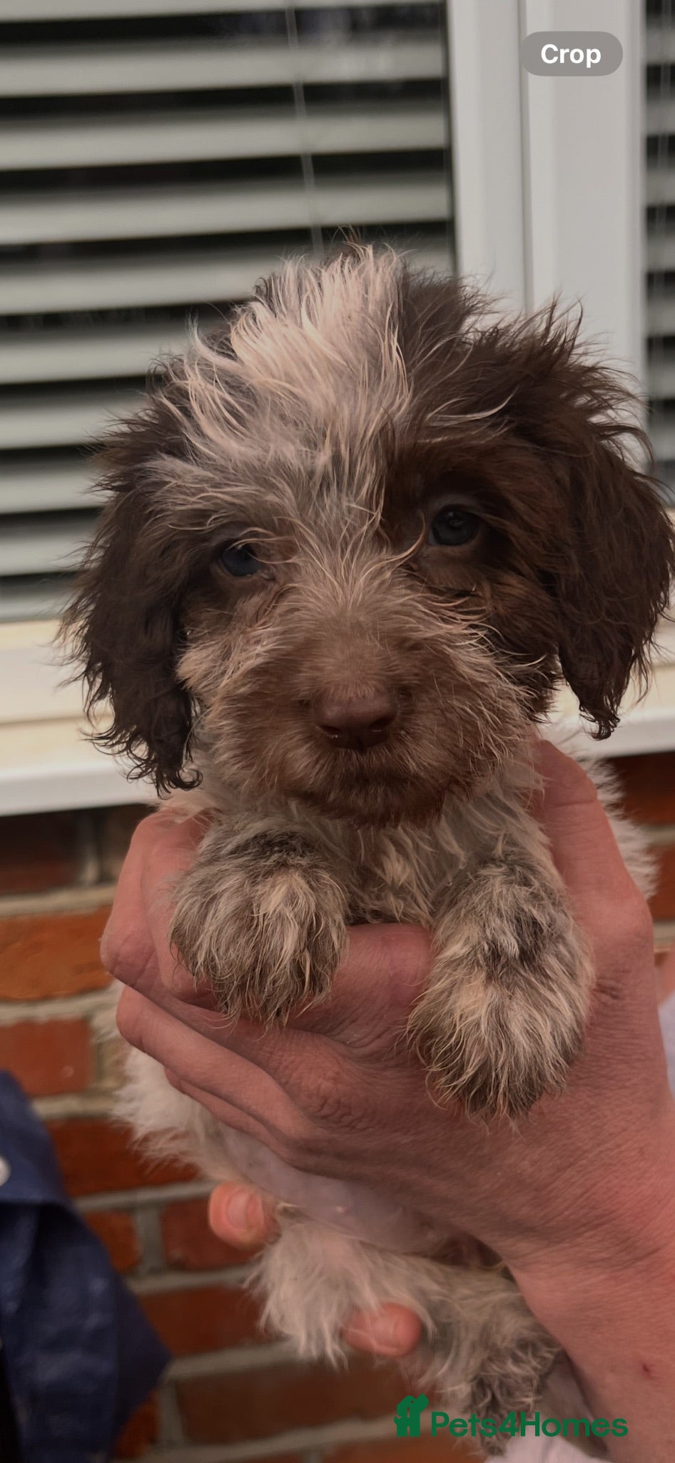Cockapoo dogs COCKAPOO PUPPIES 8 WEEKS READY NOW - Advert 16
