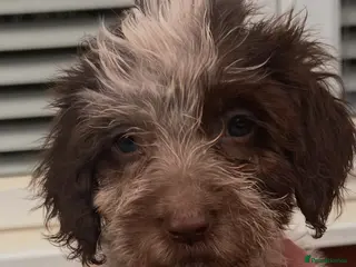 Cockapoo dogs COCKAPOO PUPPIES 8 WEEKS READY NOW - Advert 2