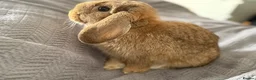 Mini Lop rabbits for sale: 2 Mini Lop Rabbits - 1 year old, bonded Pair  - Advert 18