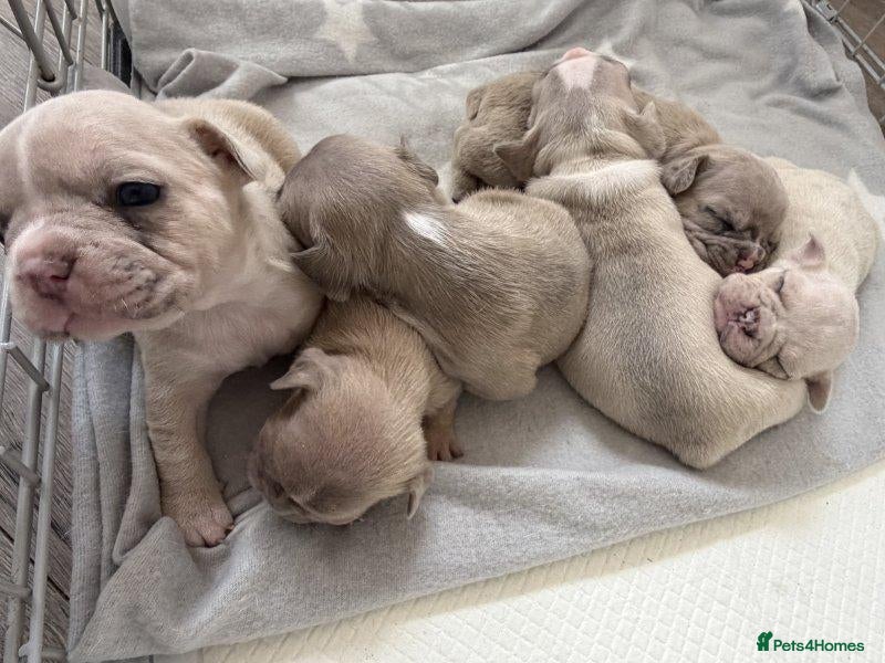 French Bulldog dogs Brave Hearts & Adorable Faces-French Bulldogs - Advert 6
