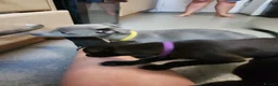 Whippet dogs for sale: Beautiful whippets in Nottingham - Advert 17