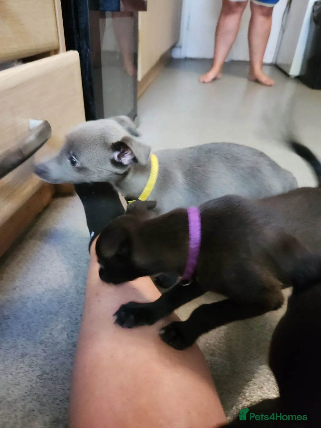 Whippet dogs for sale: Beautiful whippets in Nottingham - Advert 17