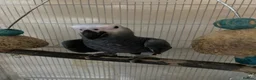 Parrots birds for sale: READY TO LEAVE Super cuddly baby greys  - Advert 7