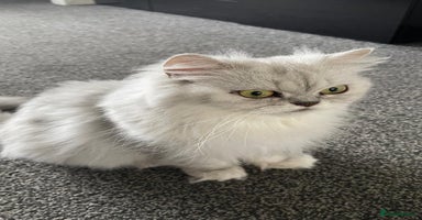Persian cats - Advert 4