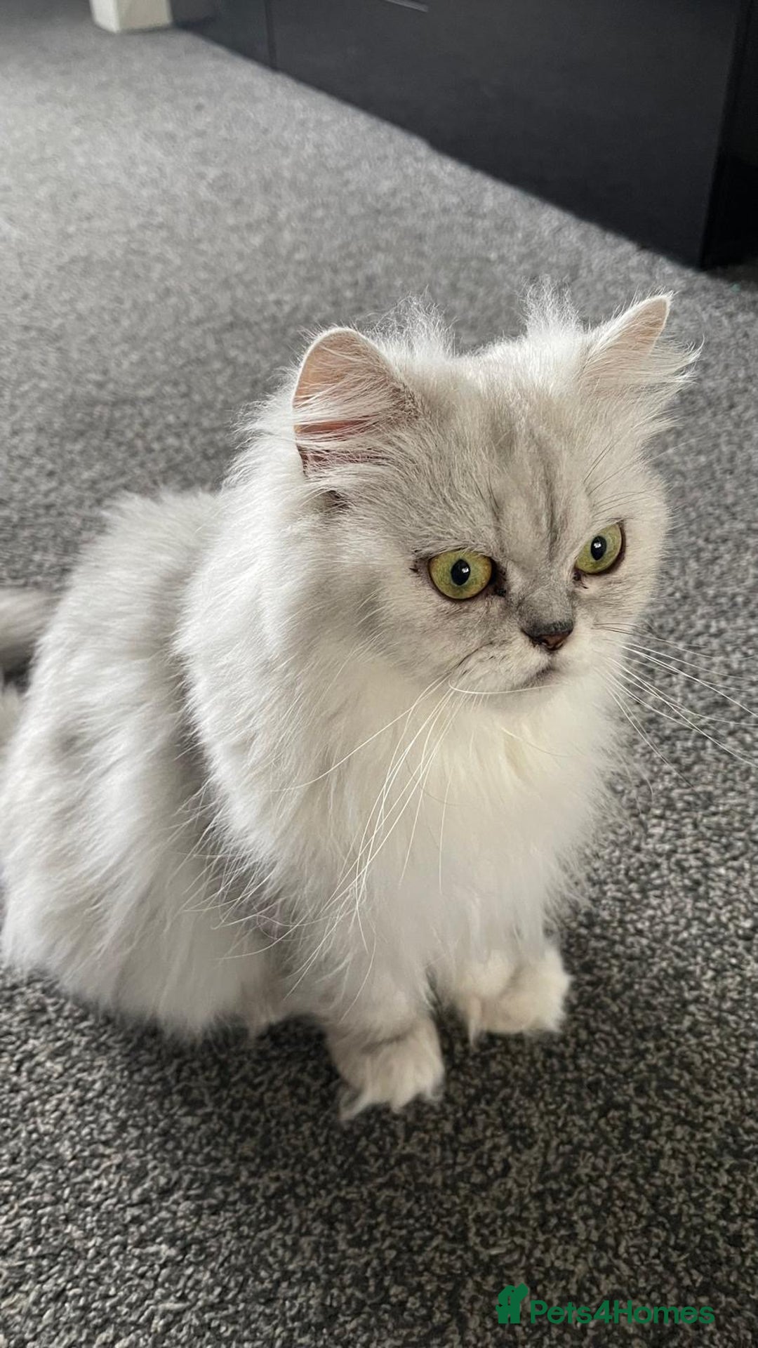 Persian cats for sale: Female - Image 3