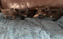 French Bulldog dogs for sale: French Bulldog puppies. 3 x boys 1 x girl - Image 11