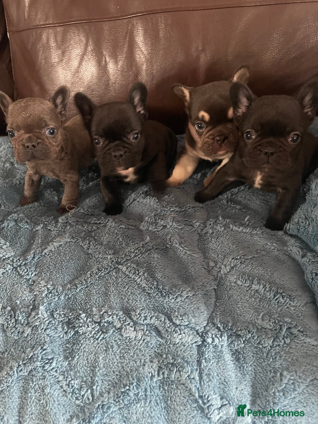 French Bulldog dogs for sale: French Bulldog puppies. 3 x boys 1 x girl - Image 11