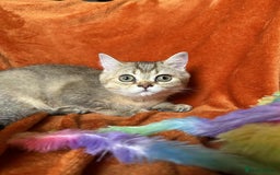 British Shorthair cats for sale: ⭐️⭐️GOLDEN BRITISH SHORTHAIR kittens👀🏠Gccf reg - Image 4