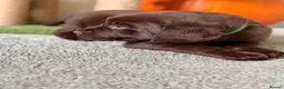 Labrador Retriever dogs for sale: Labrador chocolate silver puppies  - Advert 8