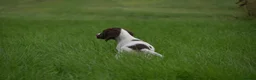 English Springer Spaniel dogs for sale: Working English springer spaniels  - Advert 13