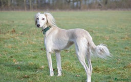Saluki dogs for sale: ✨Breeding Announcement ✨ - Image 3