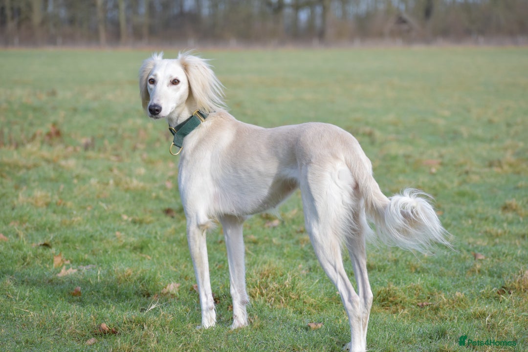 Saluki dogs for sale: ✨Breeding Announcement ✨ - Image 3