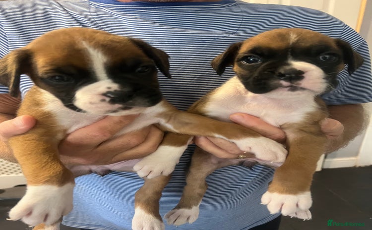 Boxer dogs - Advert 5