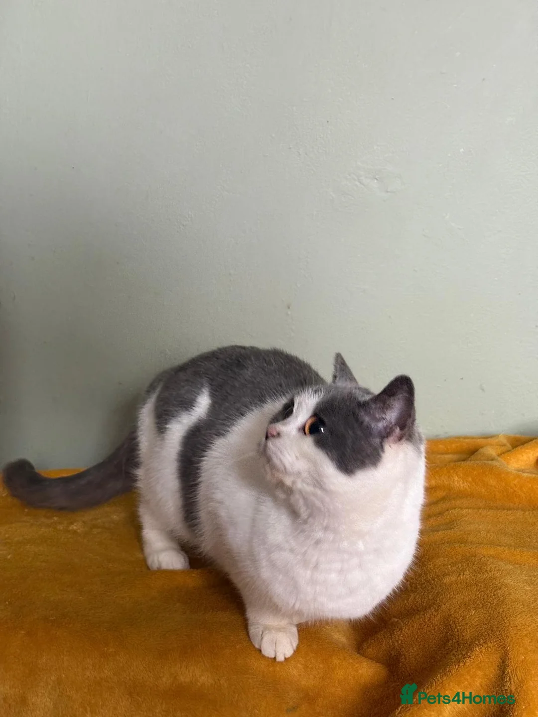 British Shorthair cats for sale: Beautiful British Shorthair  - Advert 4