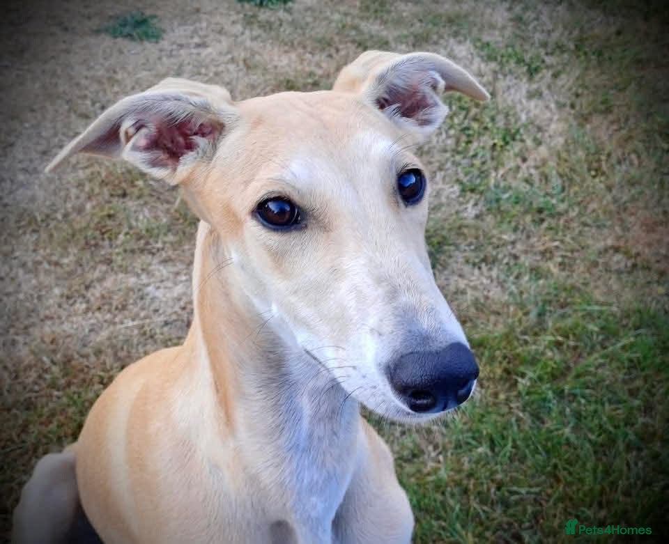 Mixed Breed dogs Lyra 6 month old puppy- sweetheart  - Advert 1