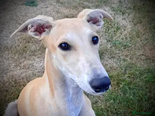 Mixed Breed dogs Lyra 6 month old puppy- sweetheart - Advert 1