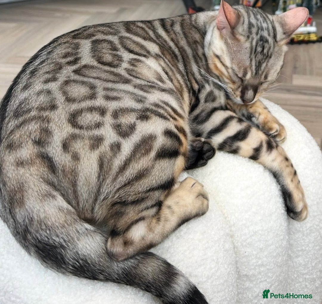 Bengal cats for sale: Expected Litter Bengal Kittens  - Advert 5