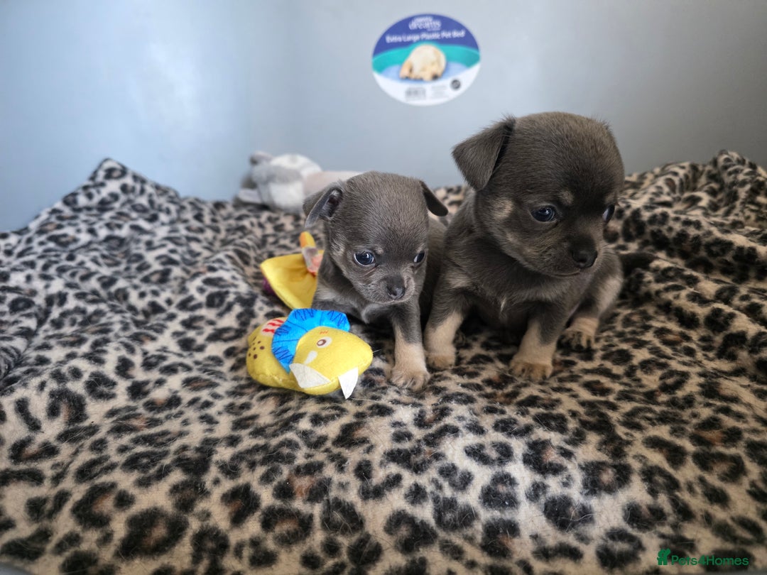 Chihuahua dogs for sale: 2 gorgeous blue & tan chihuahuas  - Image 4