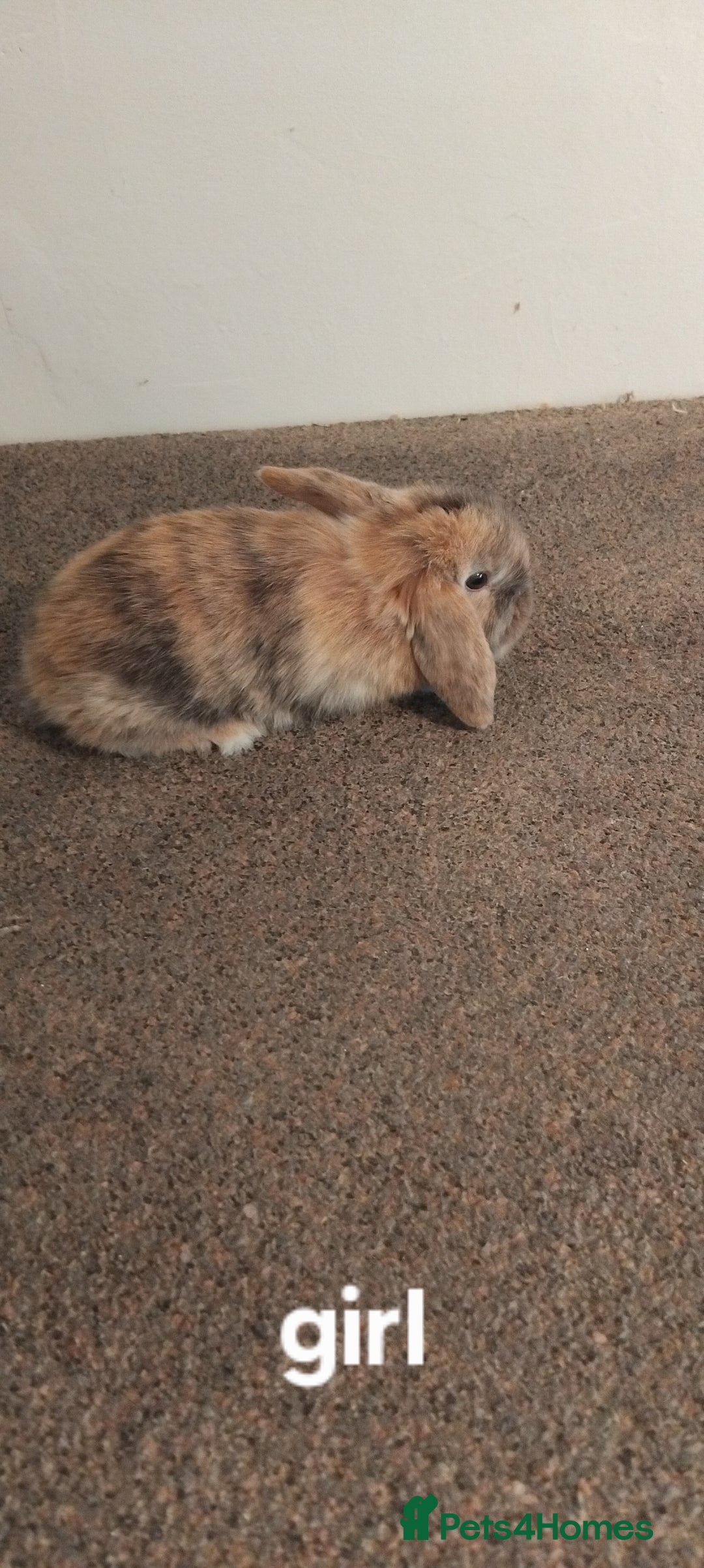Mini Lop rabbits for sale: 4x gorgeous mini lop bunnies - Image 2