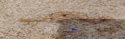 Snake reptiles for sale: CB25 Hognose Snakes, Ready Now, Albino, Conda - Advert 6