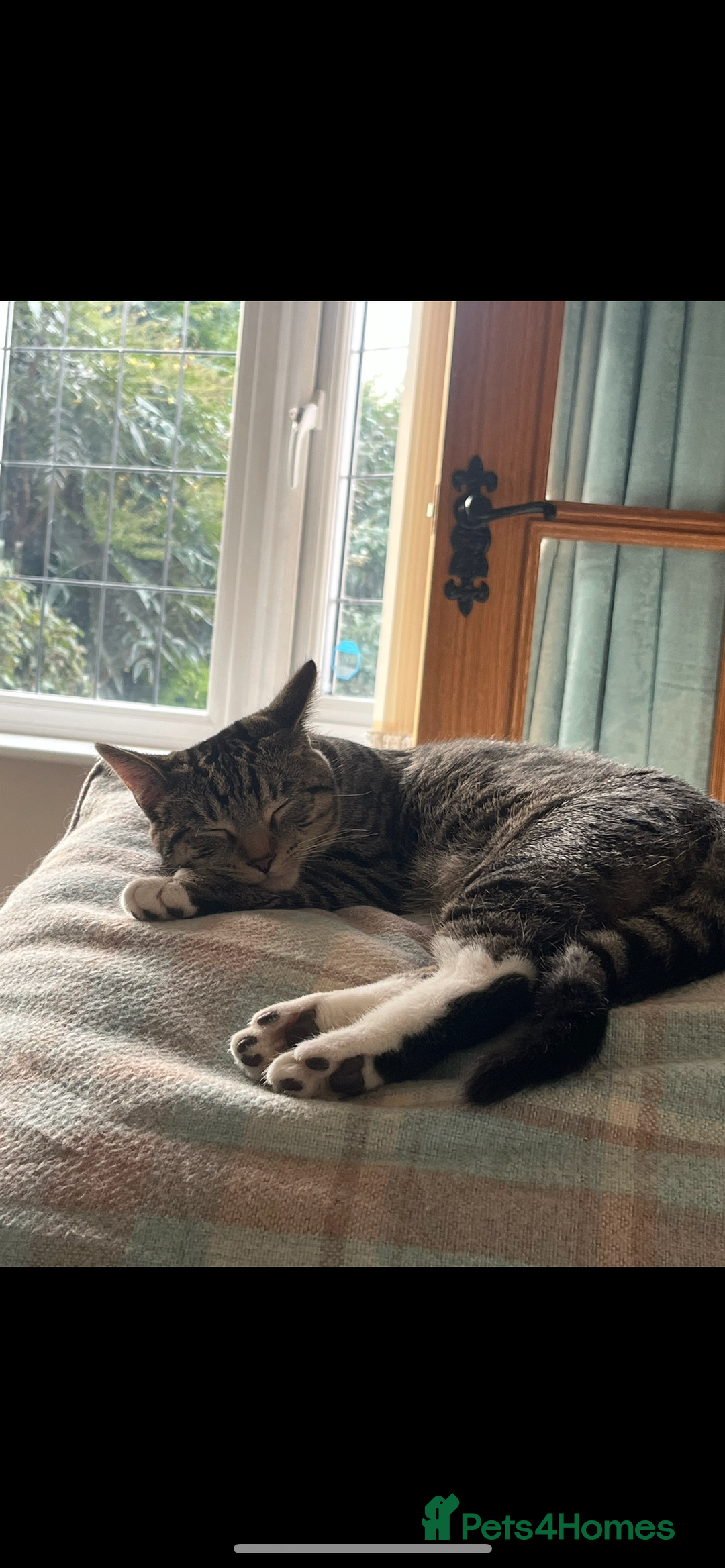 Mixed Breed cats for sale: Woody 1yr Old Lap Cat- Needs Rehoming - Advert 5