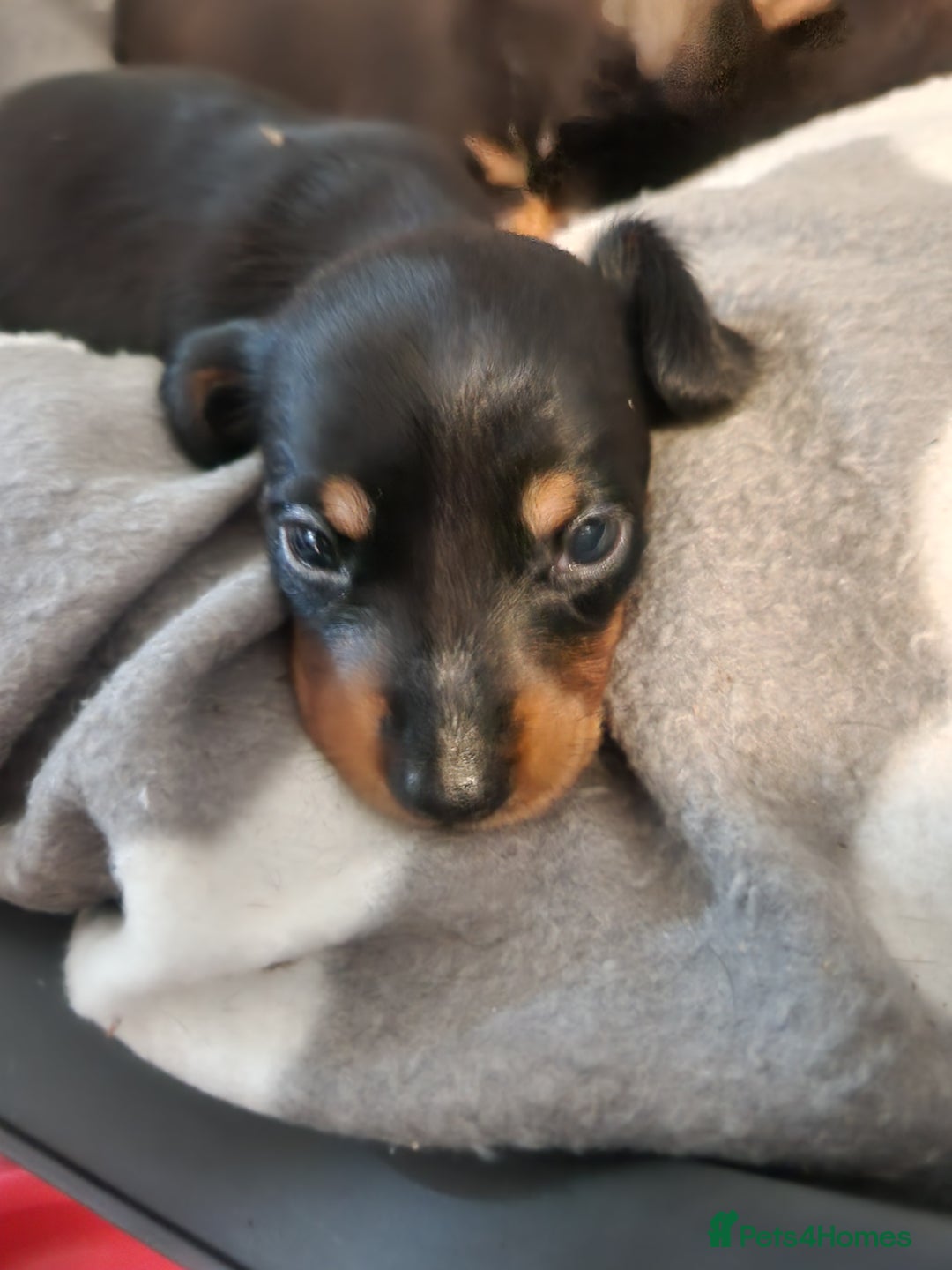 Miniature Dachshund dogs for sale: Full Miniature Dacshund Boy Puppies - Image 5