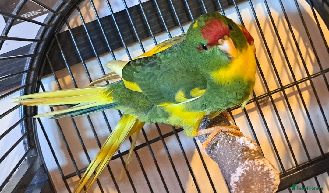 Parakeets birds for sale: Baby kakariki  - Image 5