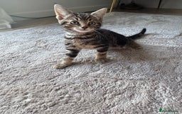 Mixed Breed cats for sale: Lovely girl kittens  - Image 9