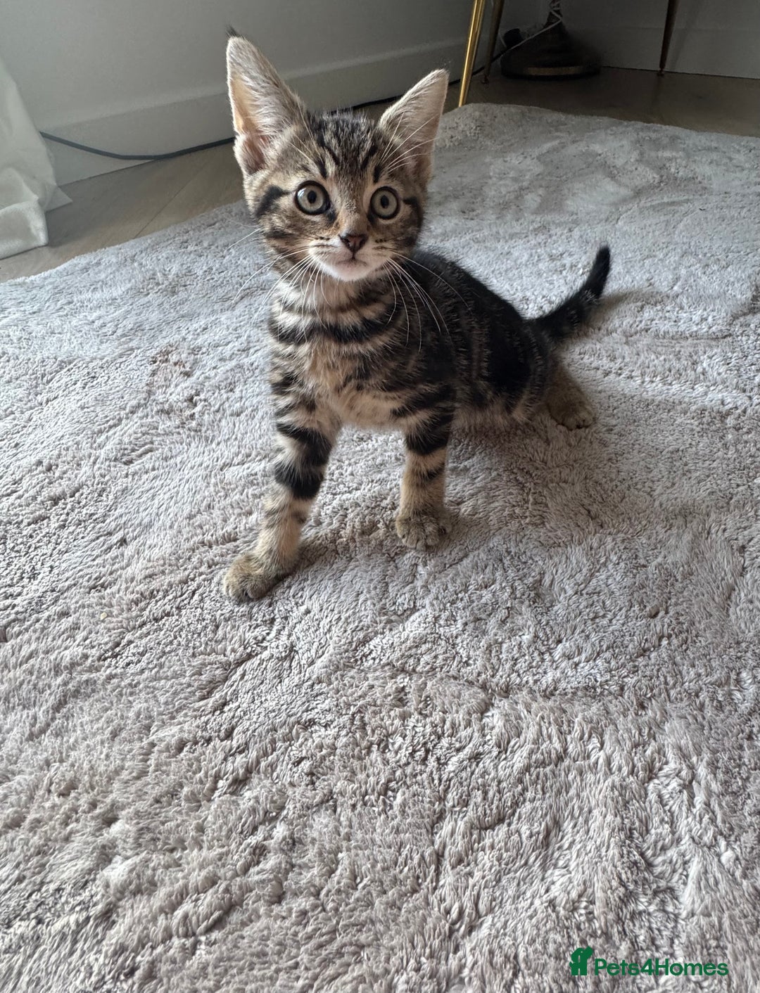 Mixed Breed cats for sale: Lovely girl kittens  - Image 9