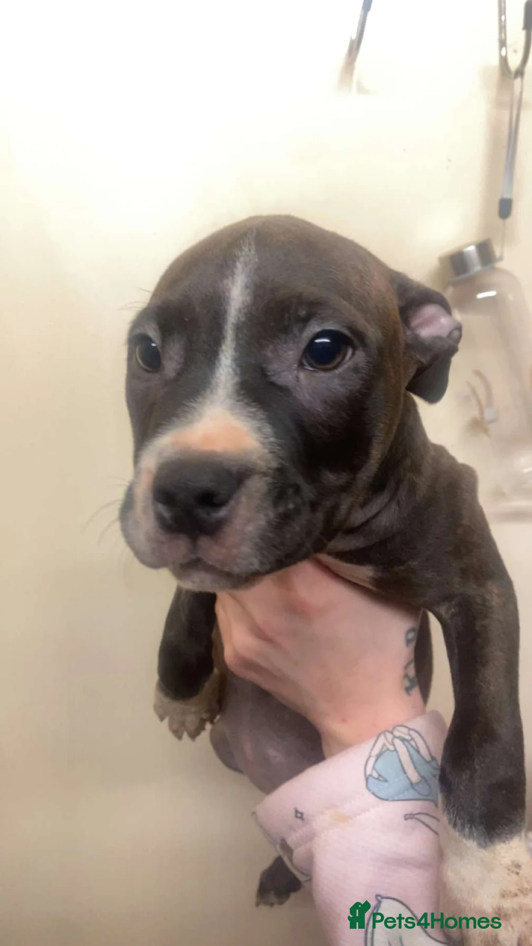 Staffordshire Bull Terrier dogs for sale: Beautiful Staffies pups  - Advert 22