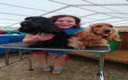 Cocker Spaniel dogs for sale: Beautiful Child friendly,calm show cocker spaniel  - Image 12